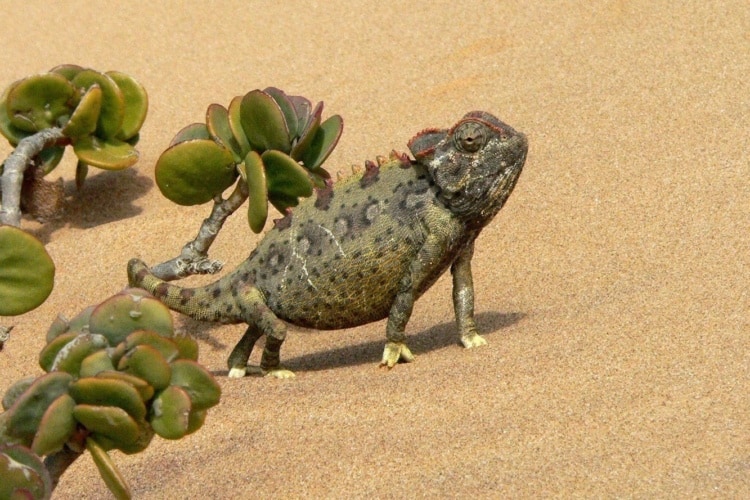 Chameleon on sand